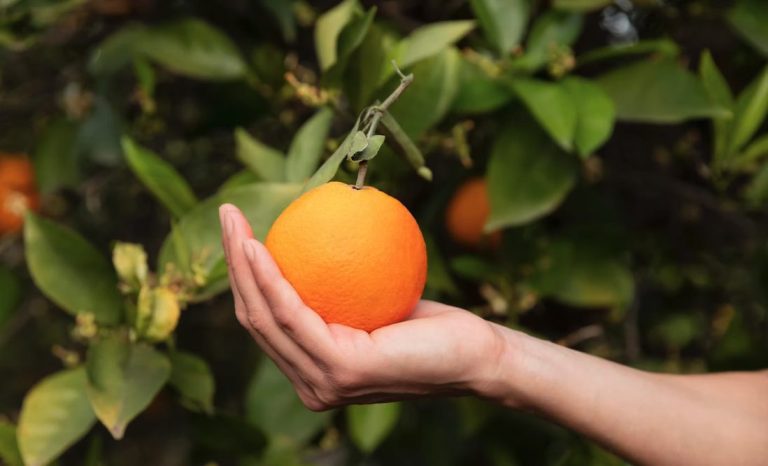 Récolte locale d'une orange illustrant l'engagement RSE et le soutien aux circuits courts de SPORT'N GO